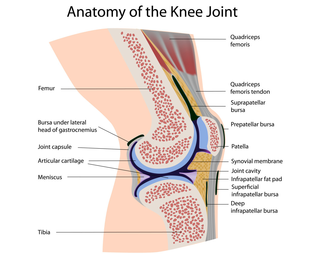 Image result for knee sleeves anatomy